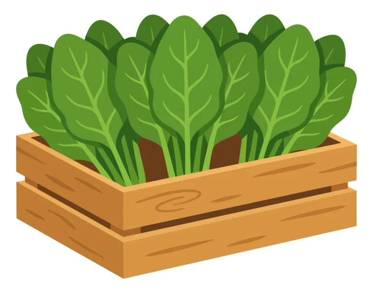 fresh spinach leaves growing in a wooden crate, organic vegetable harvest, healthy food concept, flat vector illustration isolated on white