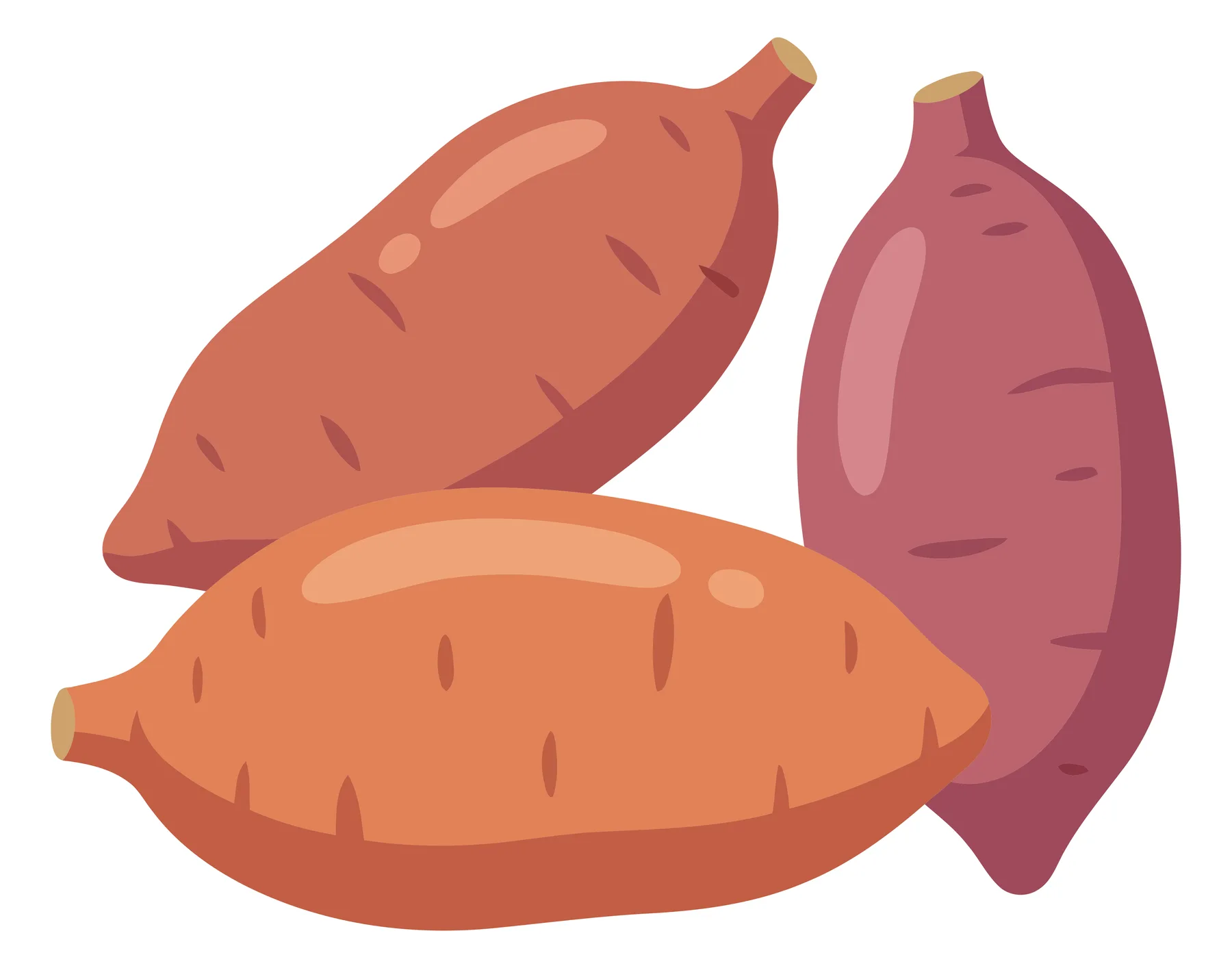fresh sweet potatoes, brown and purple varieties isolated on white background