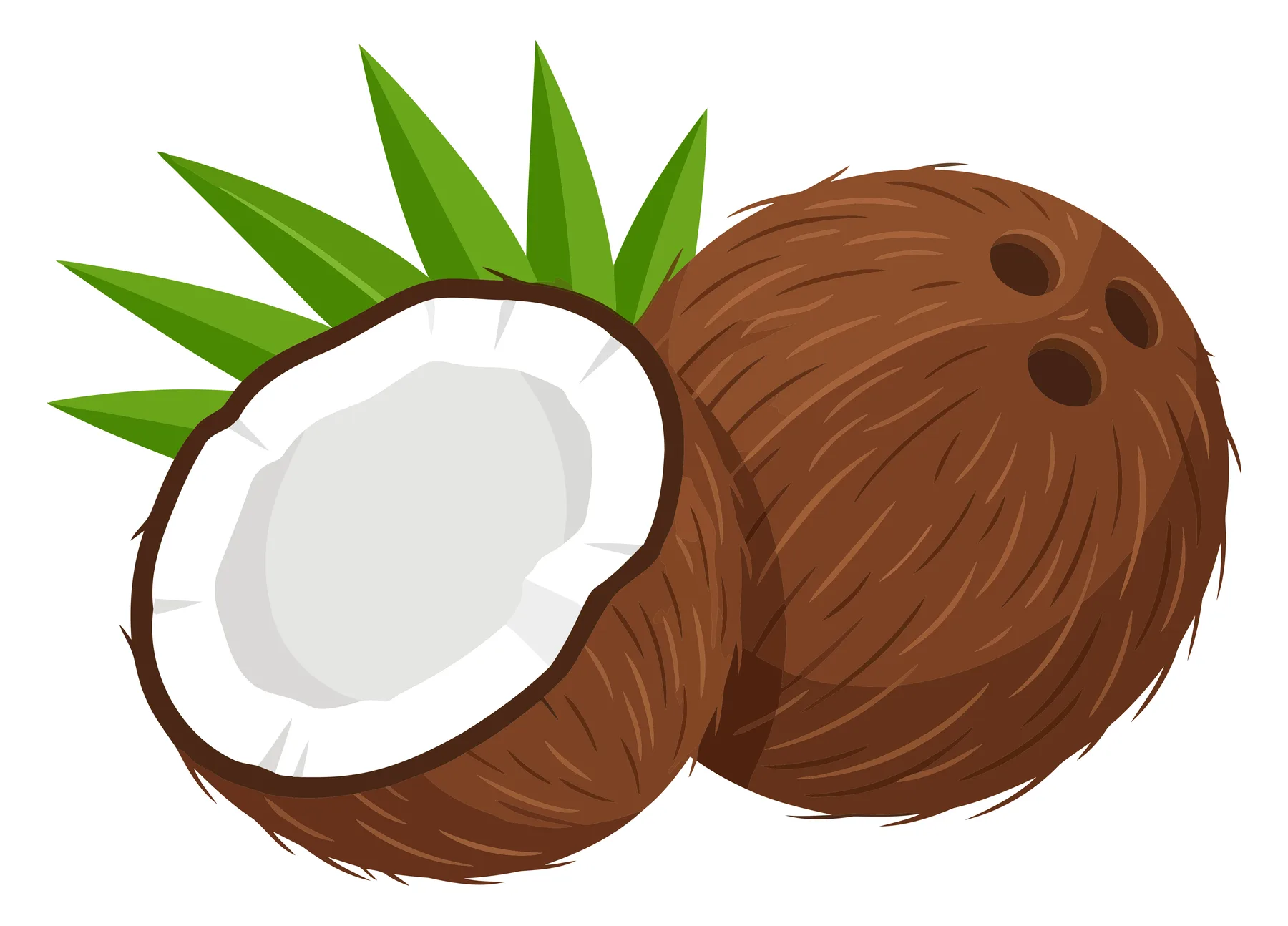 Whole and Halved Coconut with Green Leaves Illustration