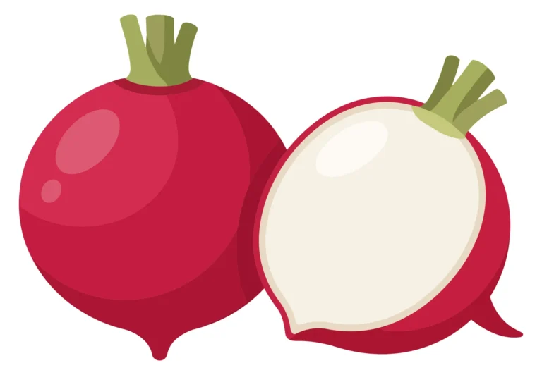 fresh whole and sliced red radish vegetable isolated on white background