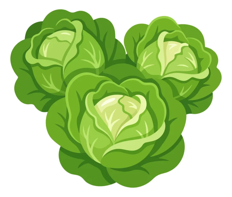 fresh whole cabbages isolated on white background