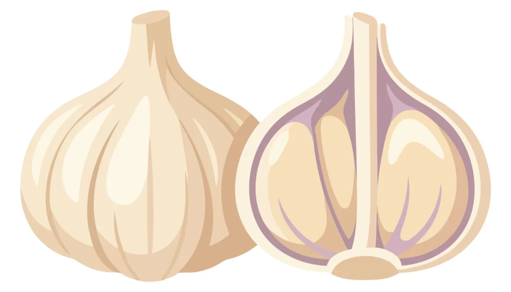 fresh whole garlic bulb and cut half showing cloves, healthy raw vegetable spice ingredient, organic seasoning food cartoon illustration cli