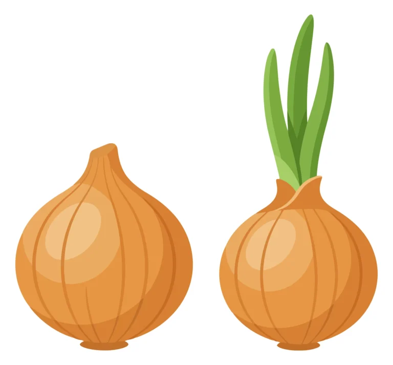 fresh whole yellow onion and onion with green sprouts isolated on white background
