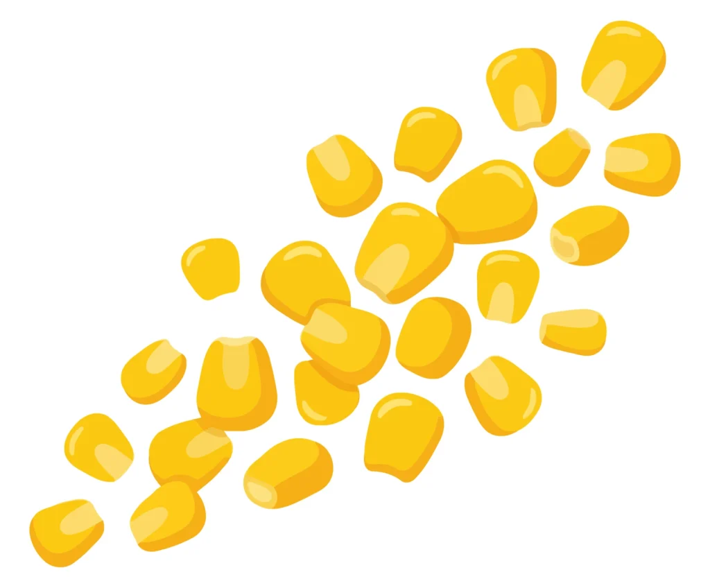 fresh yellow corn kernels