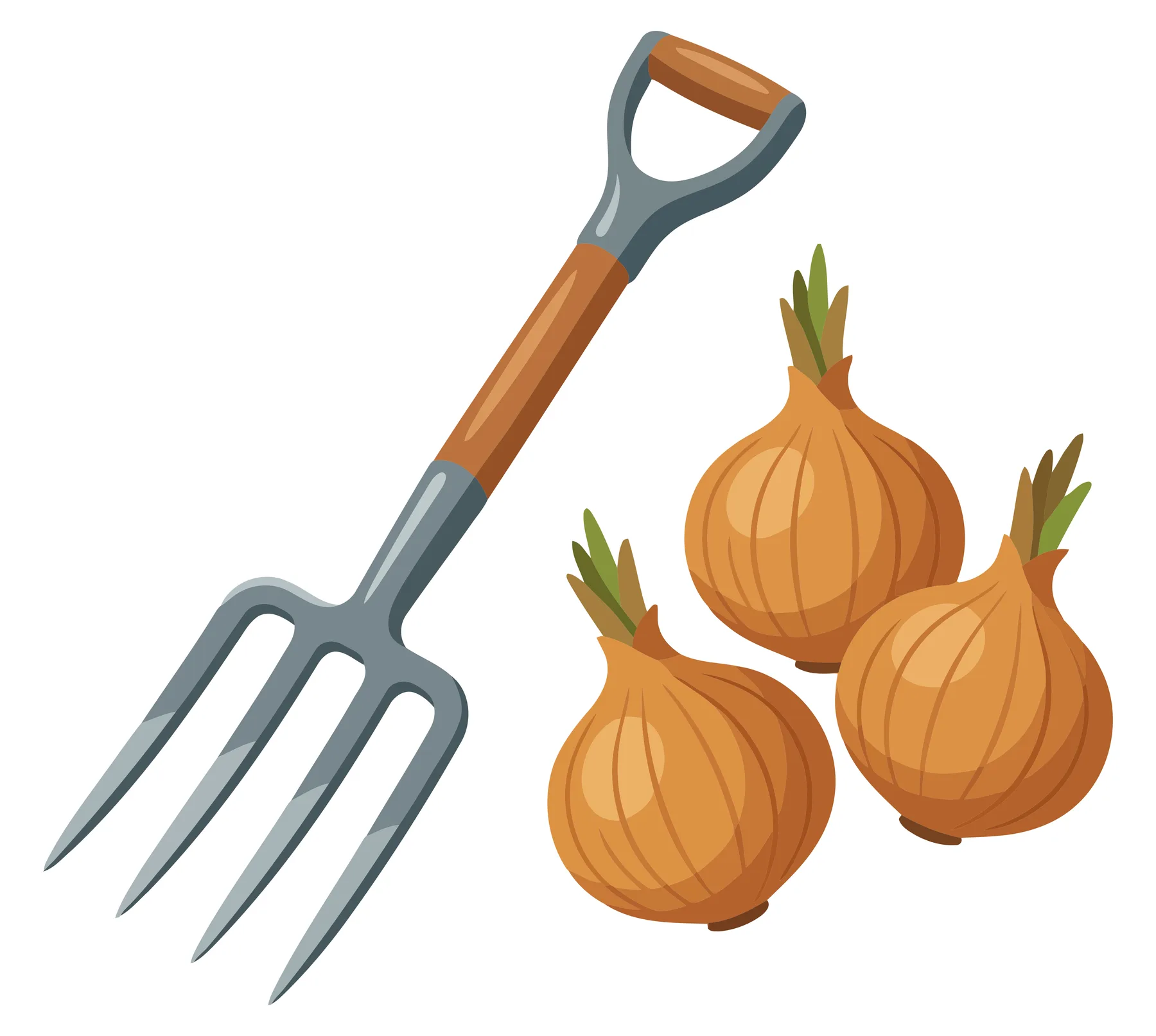 garden fork and fresh onions isolated on white background