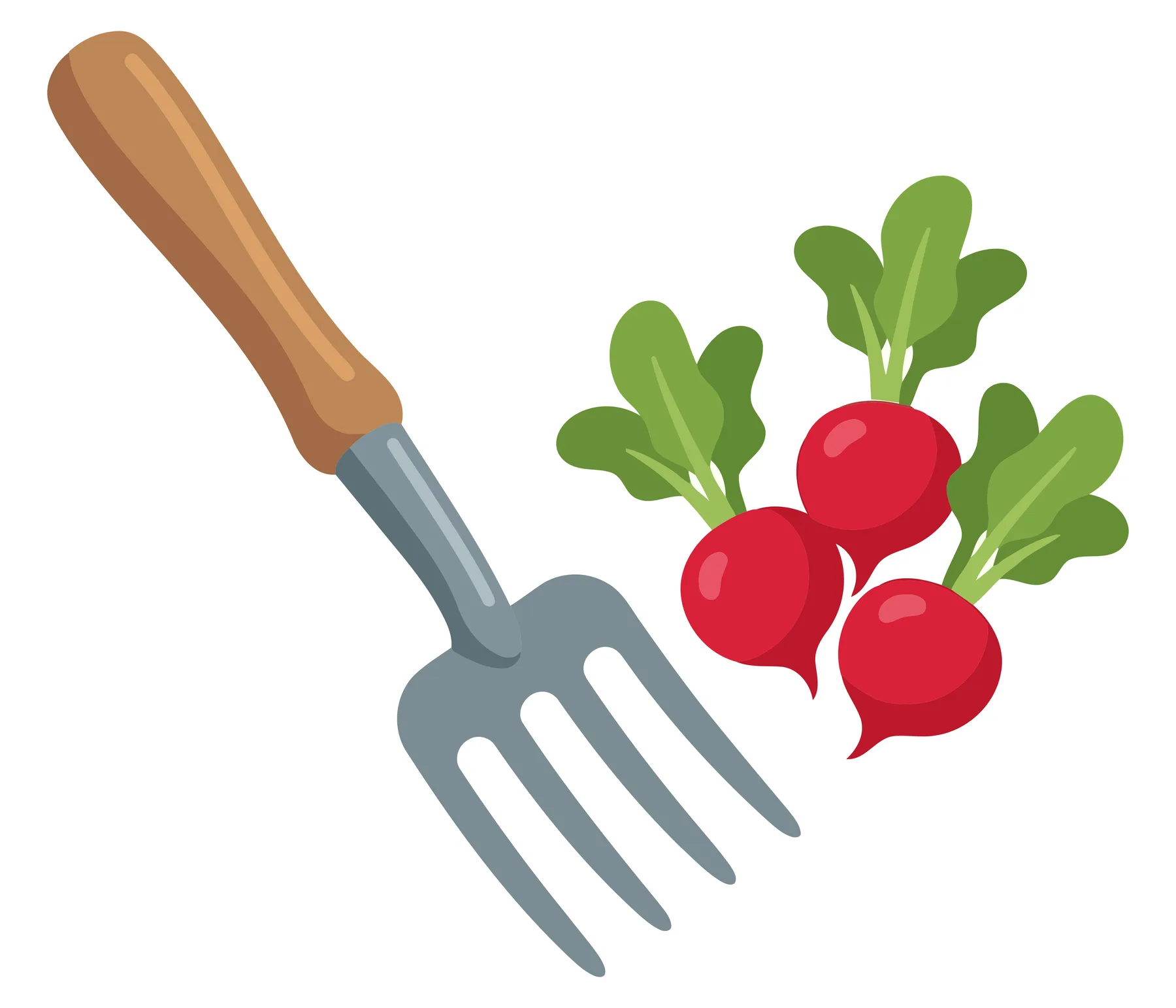 garden fork and fresh radishes isolated on white background