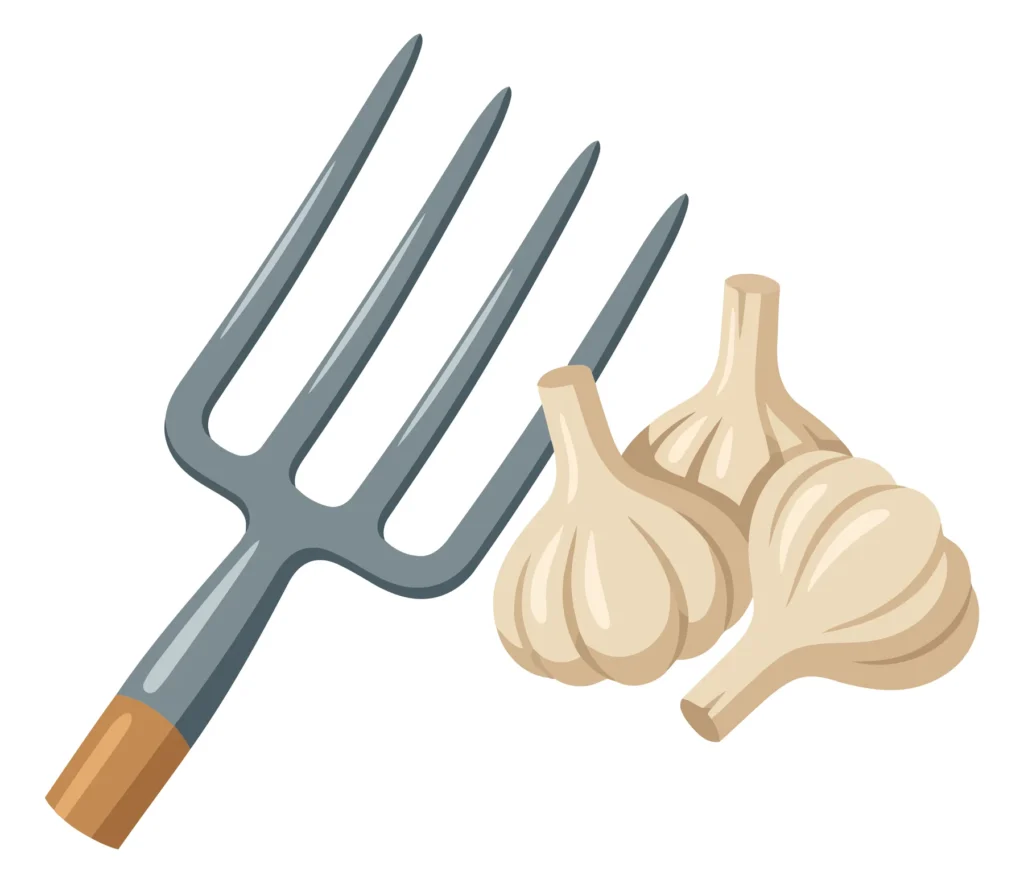 garden fork with fresh garlic bulbs isolated on white background