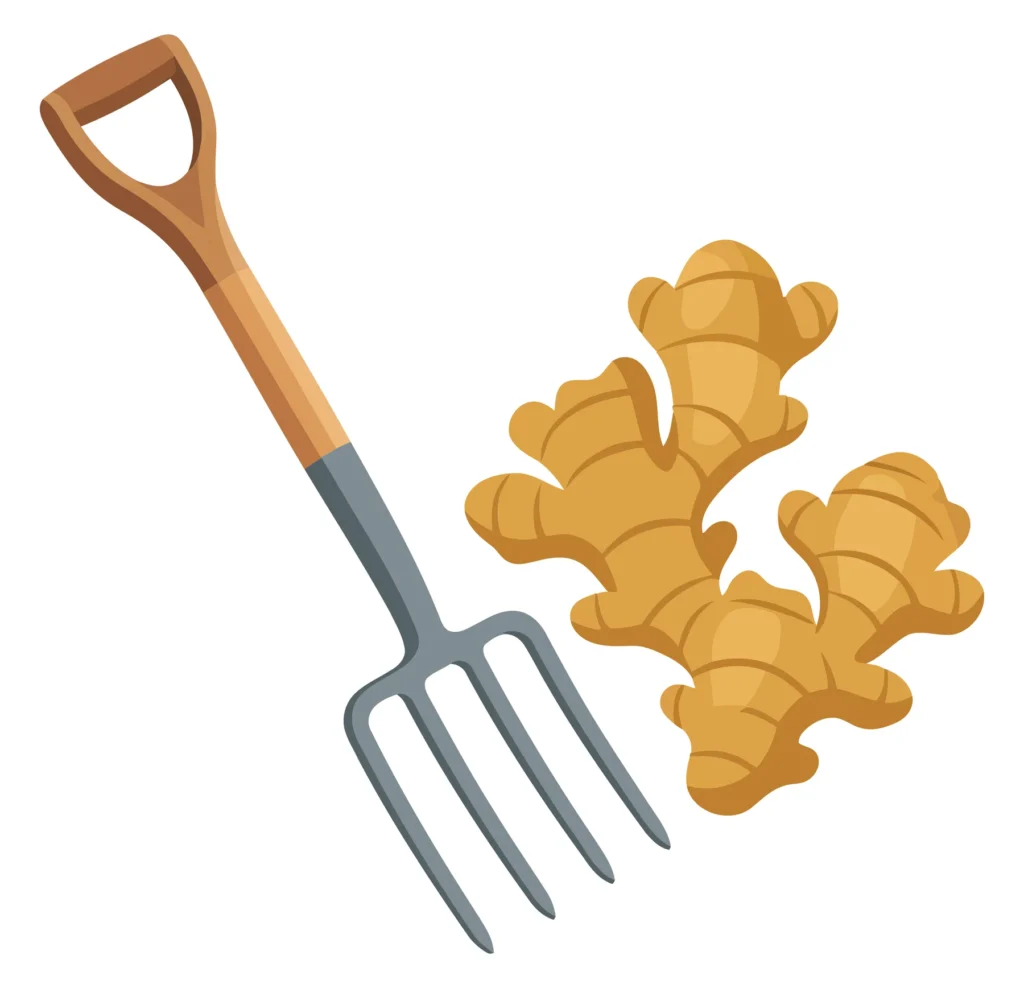 garden fork with fresh ginger root isolated on white background