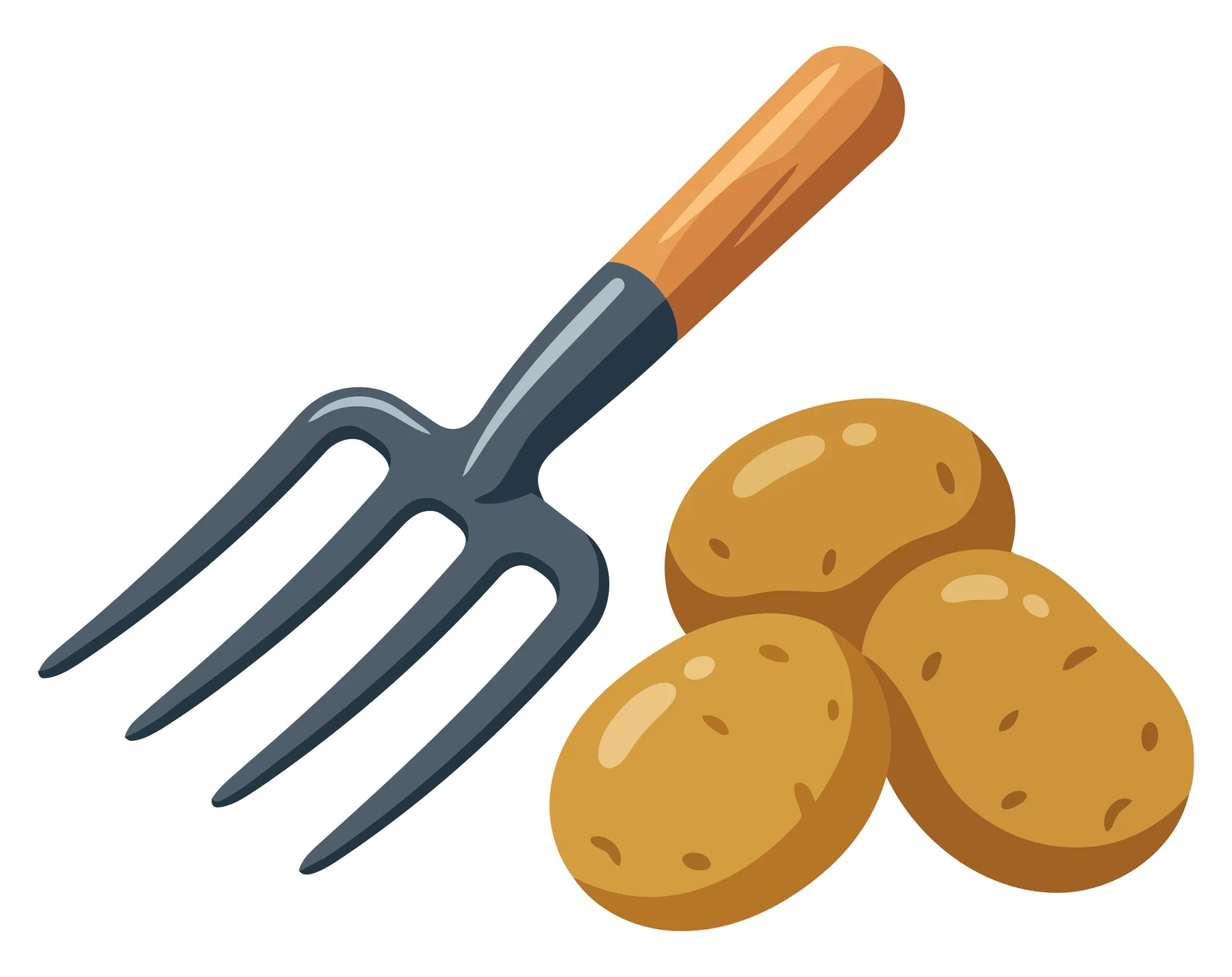 garden pitchfork and harvested potatoes isolated on white background