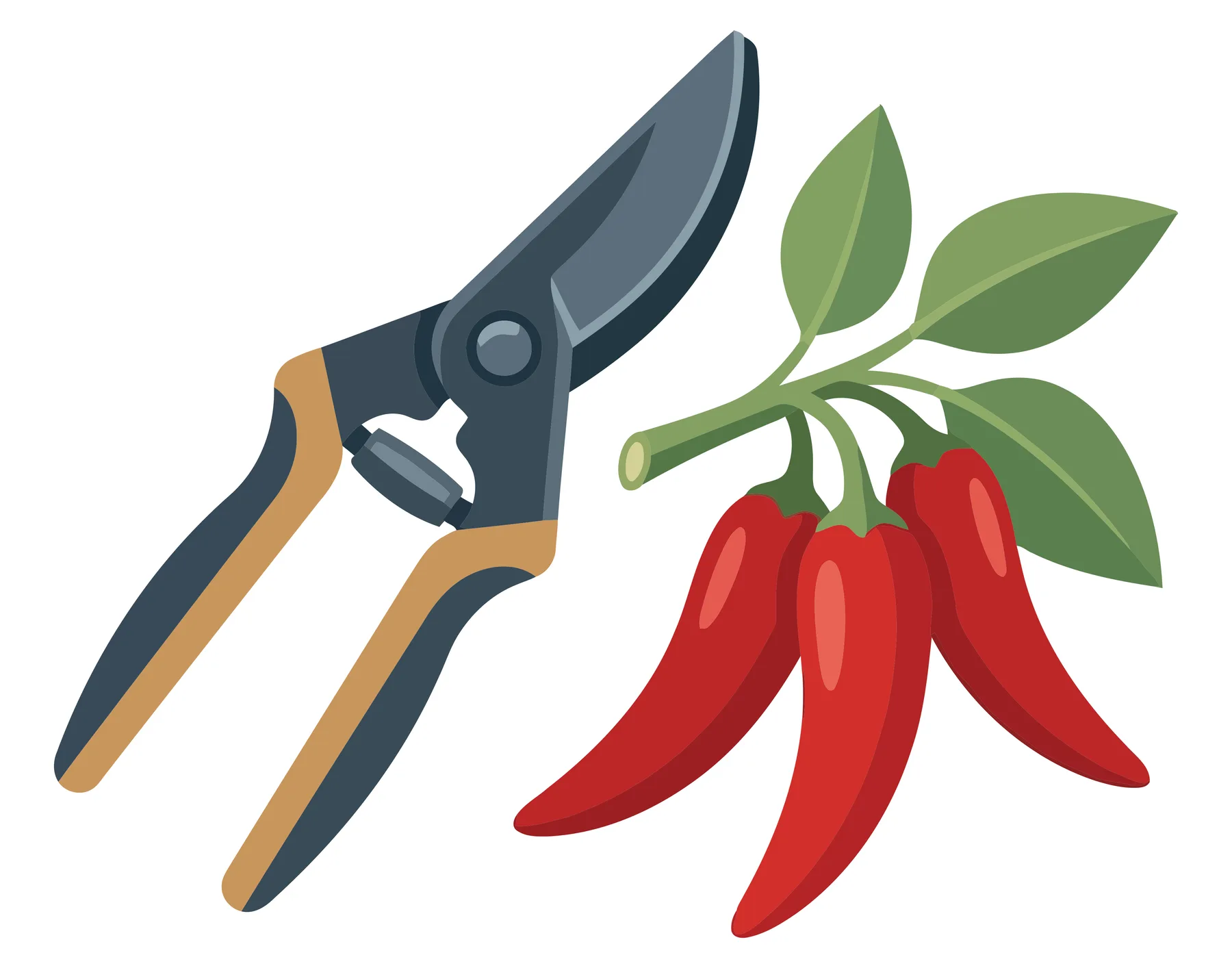 garden pruners and chili peppers on branch with leaves vector illustration