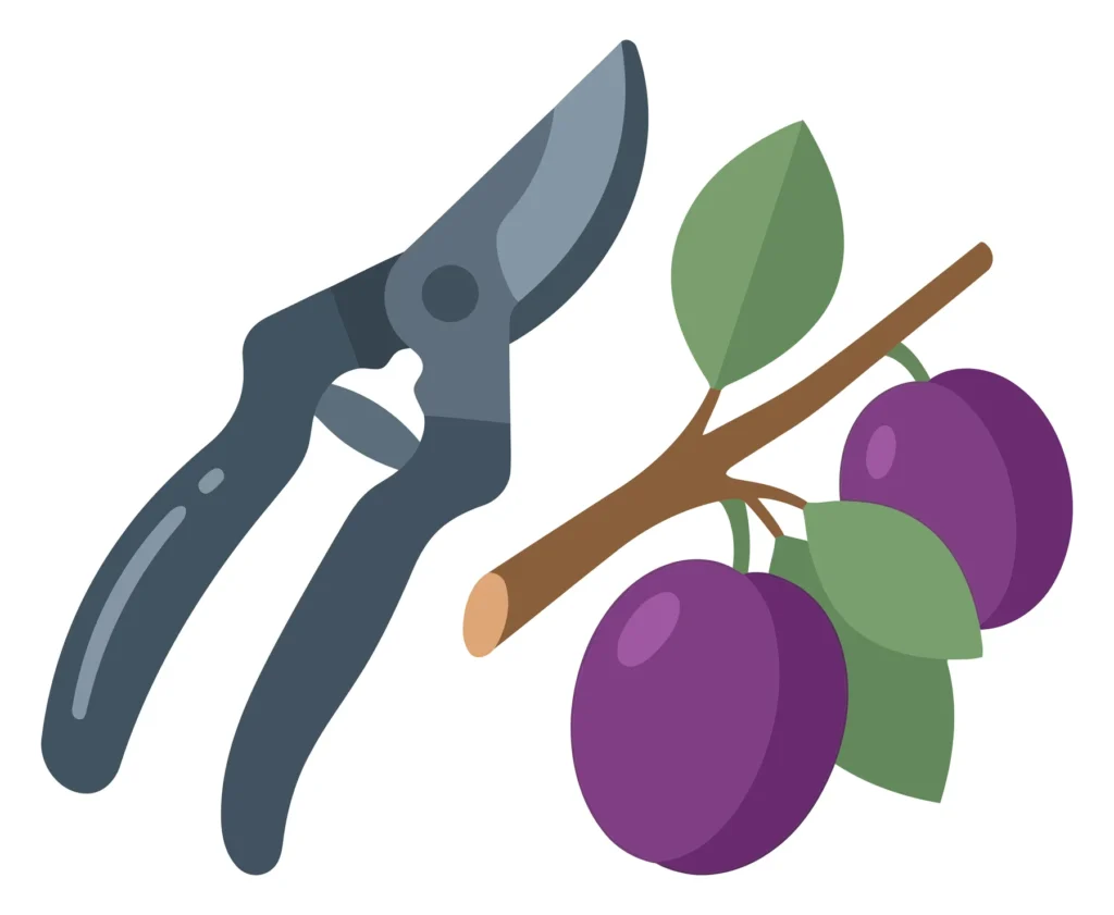 garden pruning shears next to a branch with fresh ripe purple plums and green leaves, agricultural tool for harvesting fruit and trimming tr