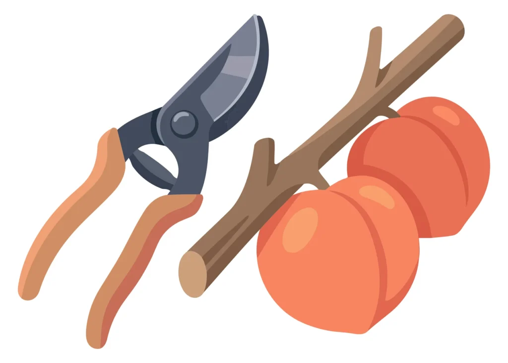 garden pruning shears next to a wooden branch with two ripe peaches, agricultural harvesting concept, flat vector illustration