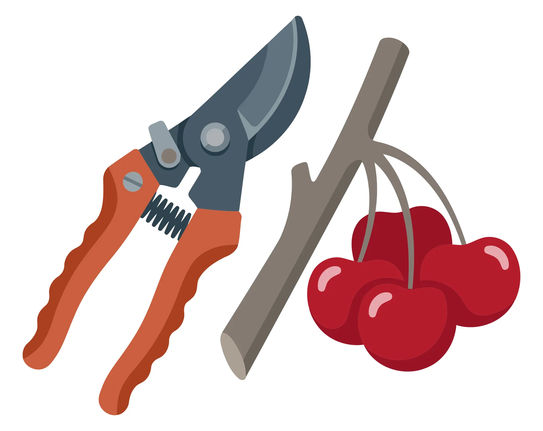 garden pruning shears with orange handles next to a small branch with fresh red cherries isolated on white background