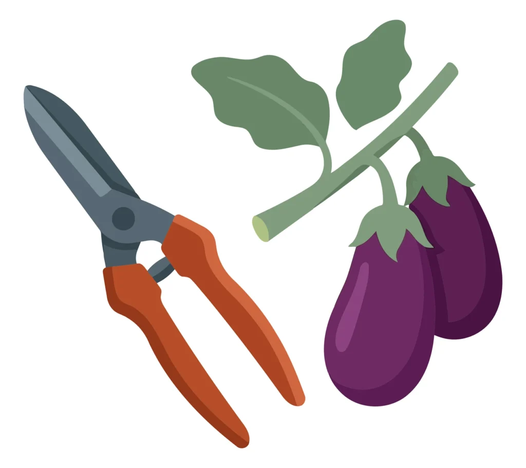 garden shears and eggplants on a stem with leaves isolated on white background