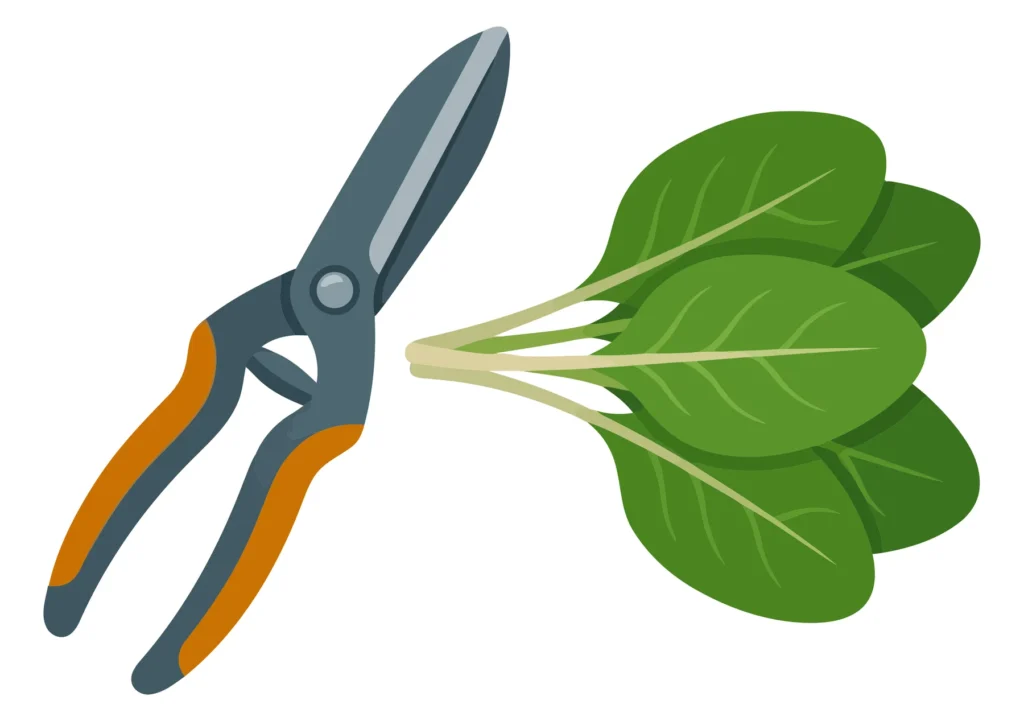 garden shears and fresh spinach leaves bunch isolated on white background