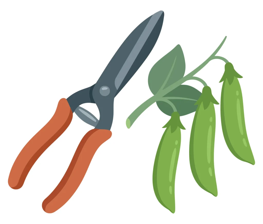 garden shears and green pea pods on a vine with leaves isolated on white background