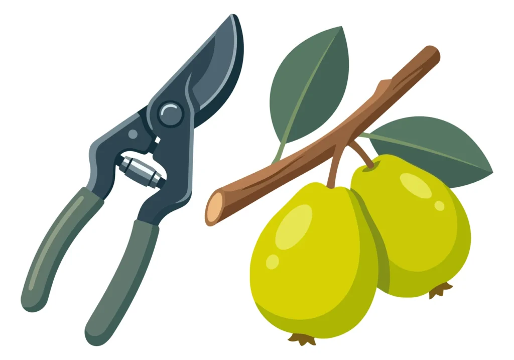 garden shears or pruners and a branch of a guava tree with two whole green fruits and leaves isolated on white background