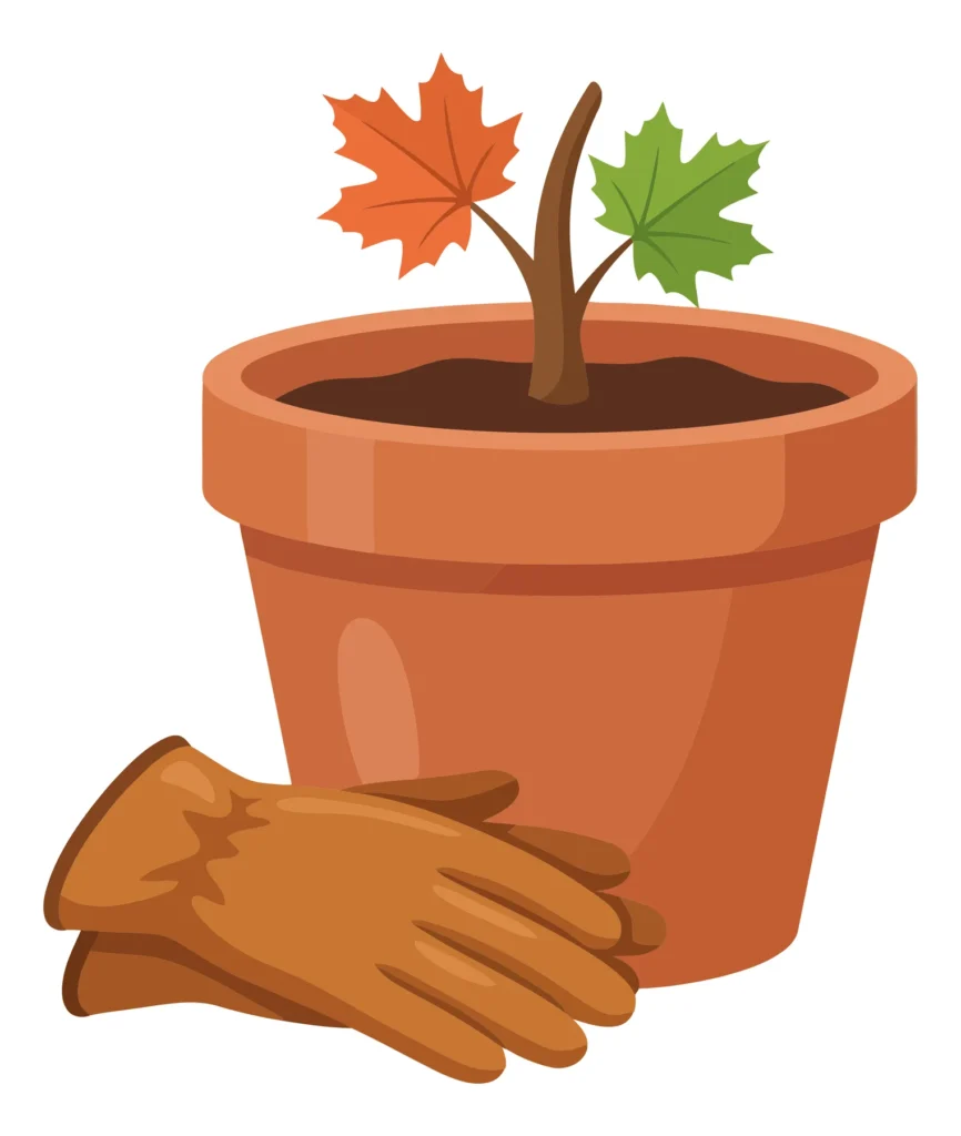 gardening concept with a small maple tree sapling planted in a terracotta pot next to a pair of brown leather work gloves, autumn season the