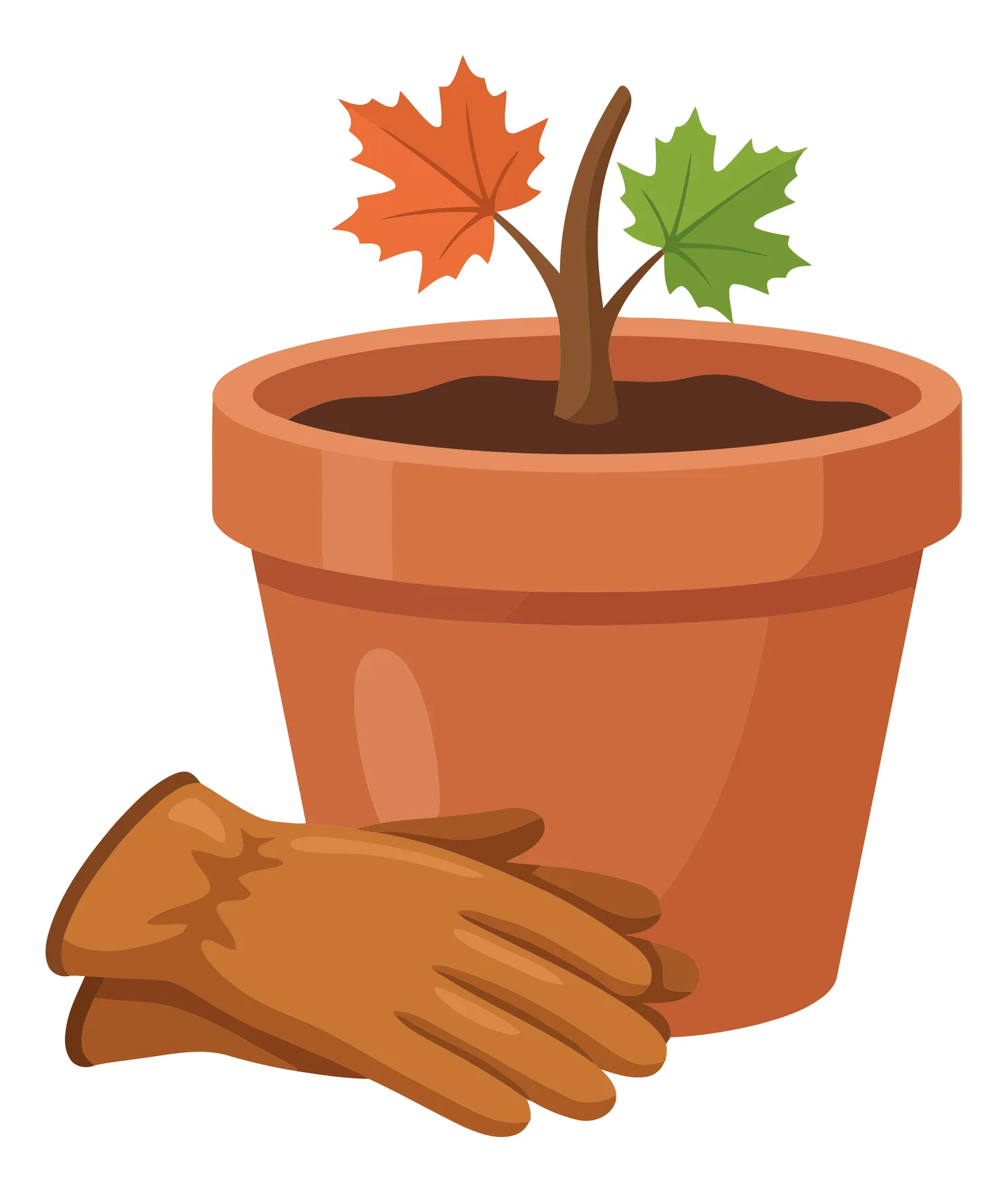 gardening concept with a small maple tree sapling planted in a terracotta pot next to a pair of brown leather work gloves, autumn season the