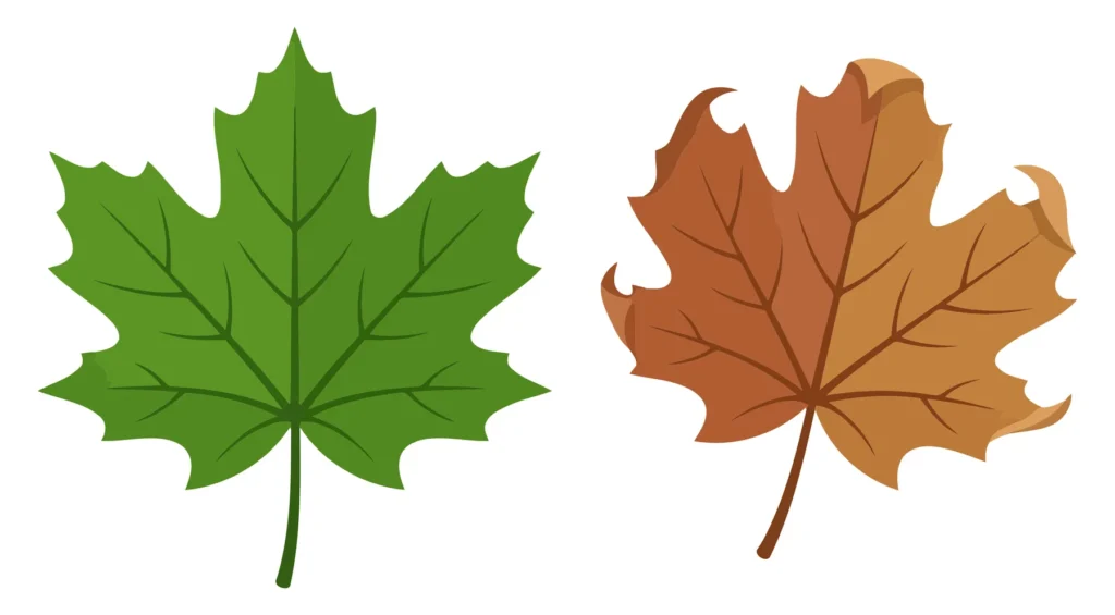 Green And Brown Maple Leaves green and brown maple leaves