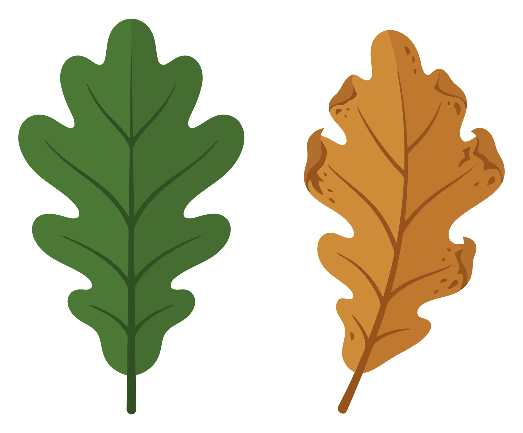 green and brown oak leaves