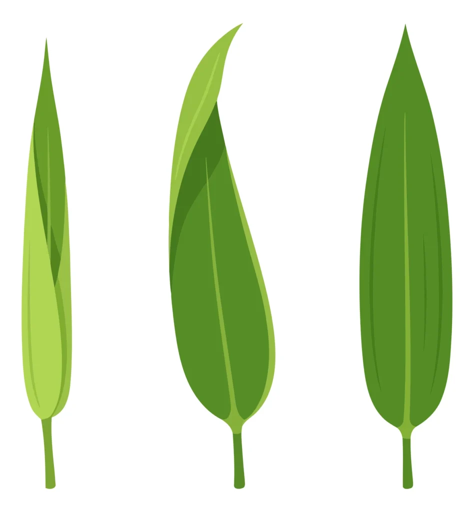 Green Bamboo Leaves Collection Vector Illustration Isolated On White Background green bamboo leaves collection vector illustration isolated on white background