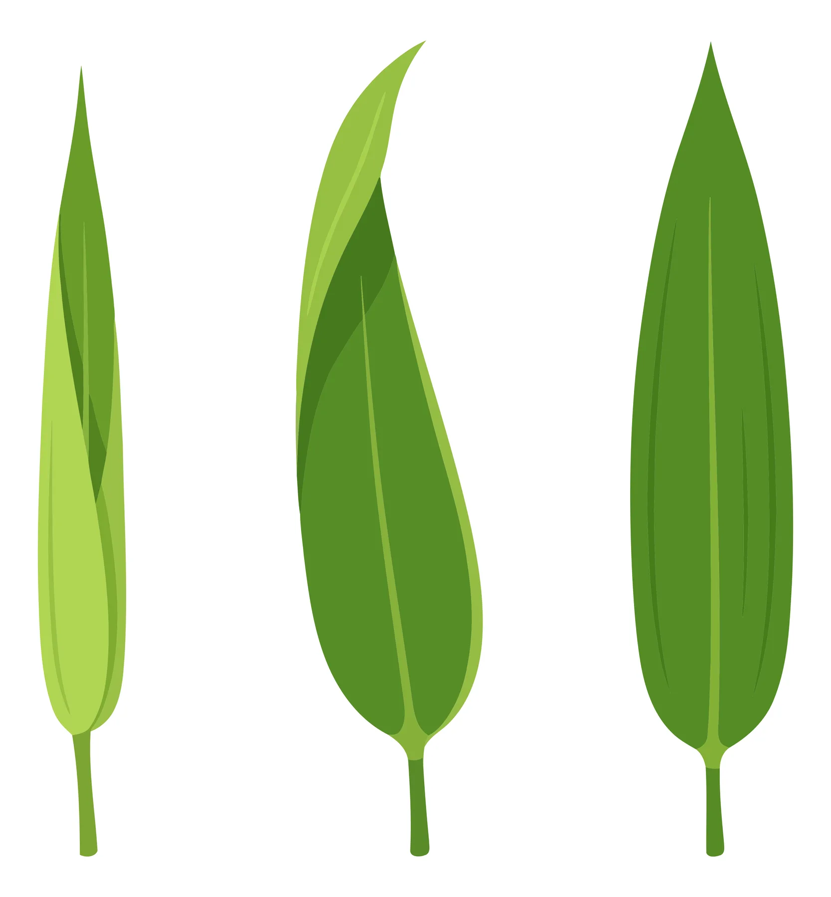 green bamboo leaves collection vector illustration isolated on white background