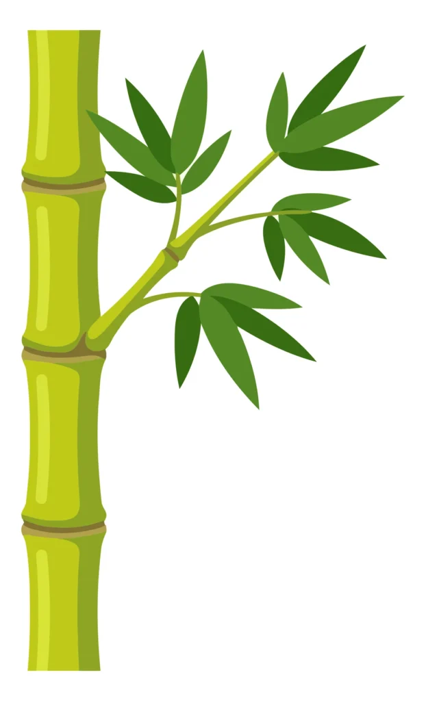 Green Bamboo Stalk With Leaves Isolated On White Background green bamboo stalk with leaves isolated on white background