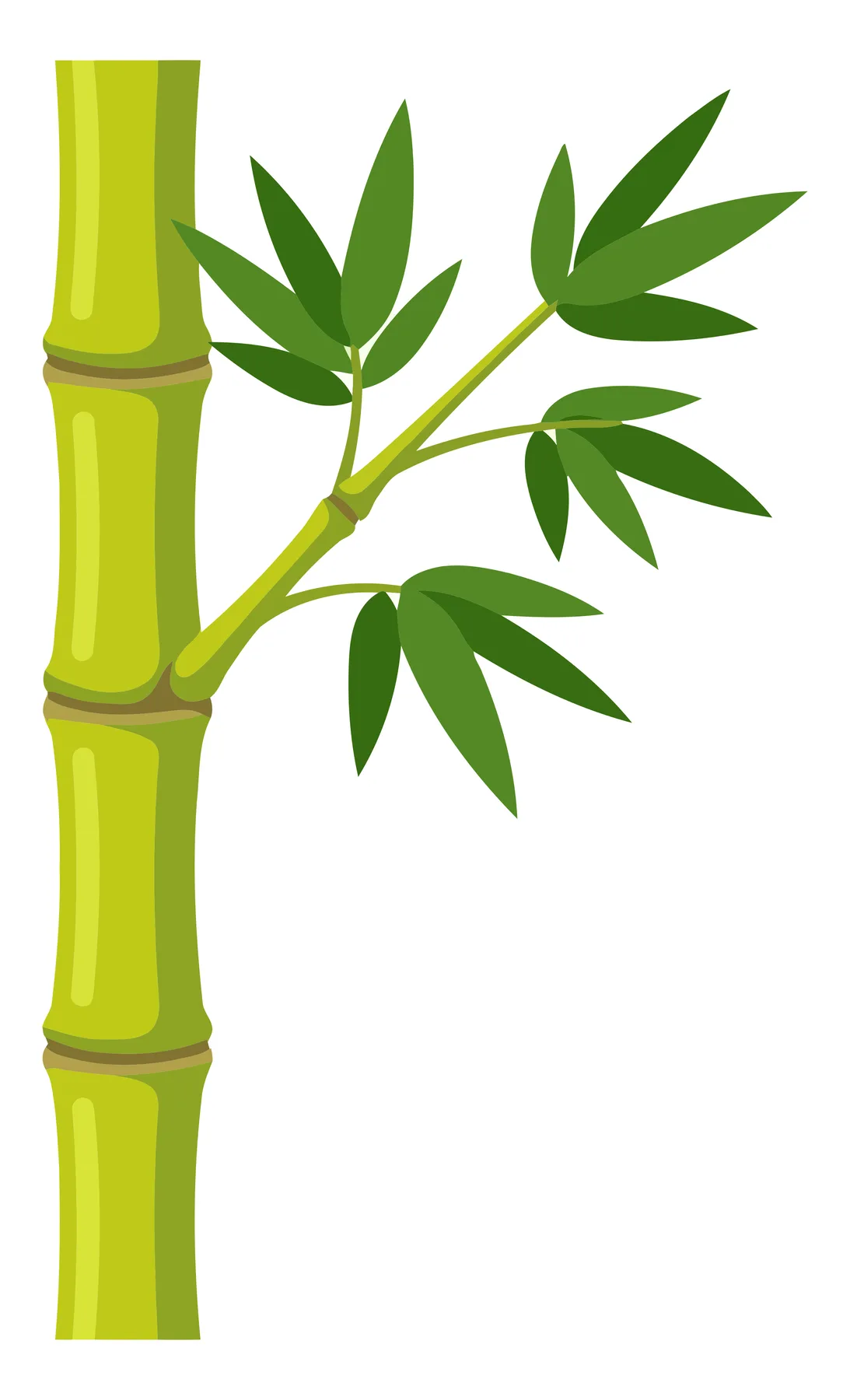 green bamboo stalk with leaves isolated on white background