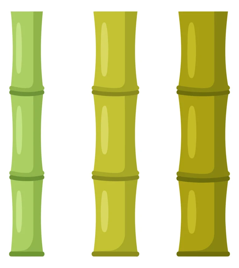 green bamboo stalks collection vector illustration isolated on white background