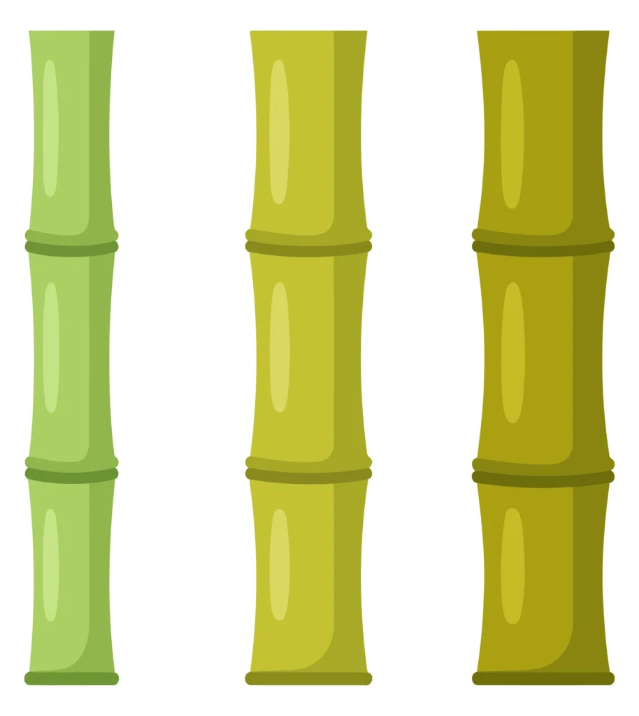 Green Bamboo Stalks Collection Vector Illustration Isolated On White Background green bamboo stalks collection vector illustration isolated on white background