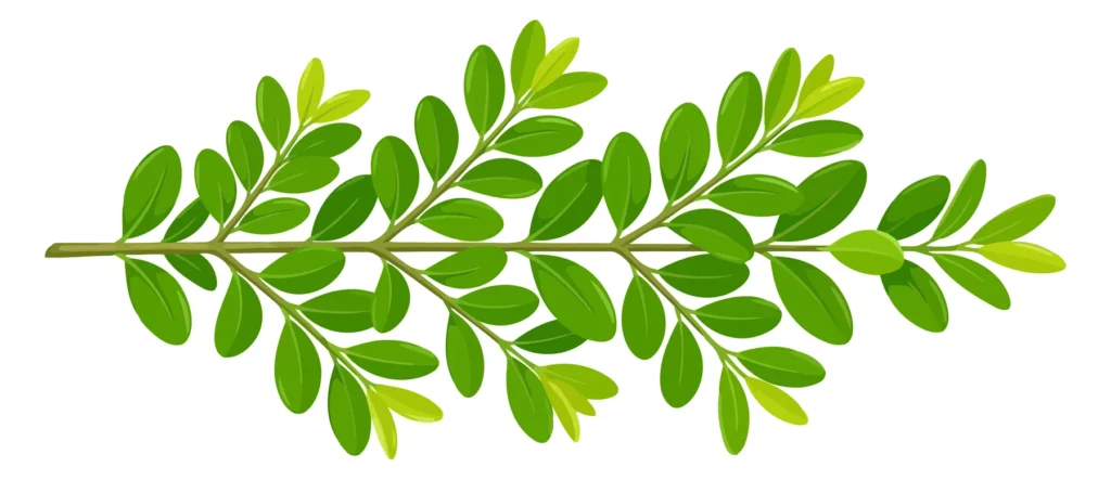 green branch with leaves