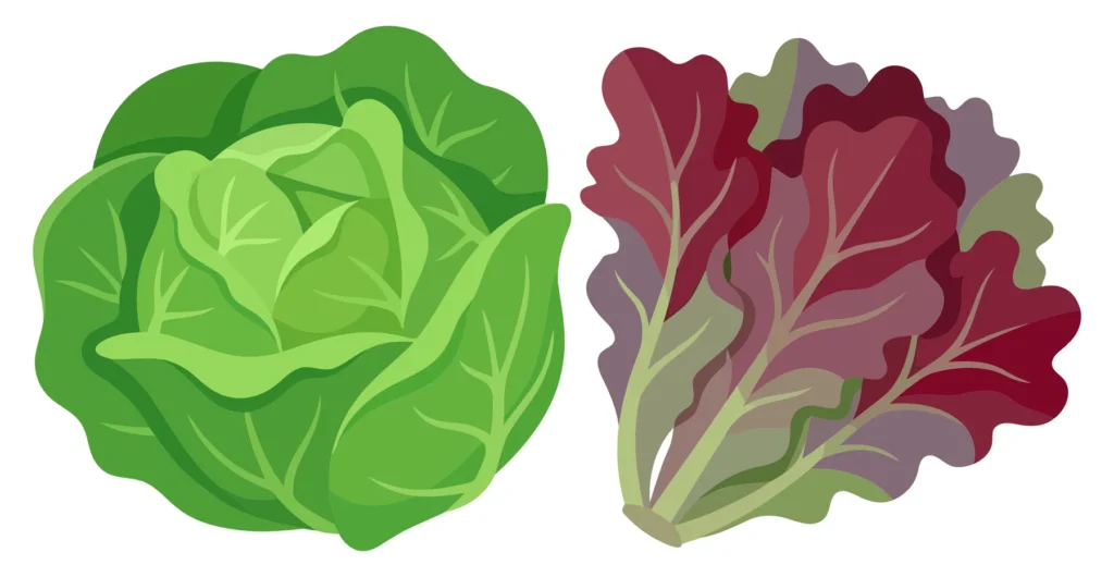 Green Cabbage Head And Red Leaf Lettuce Isolated On White Background green cabbage head and red leaf lettuce isolated on white background