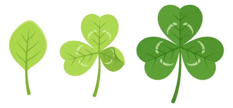 green clover leaves growth stages illustration vector