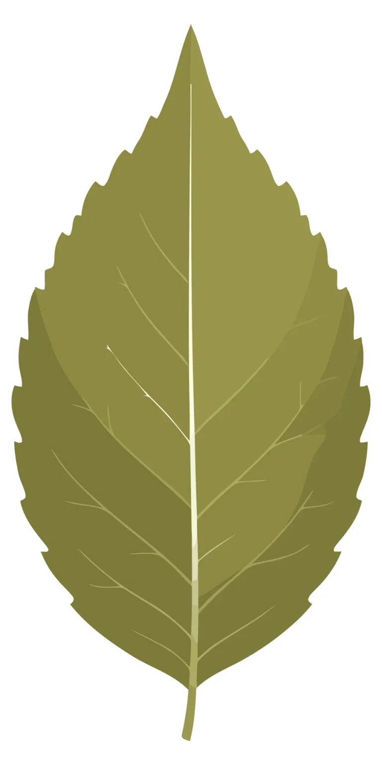 green leaf with detailed veins