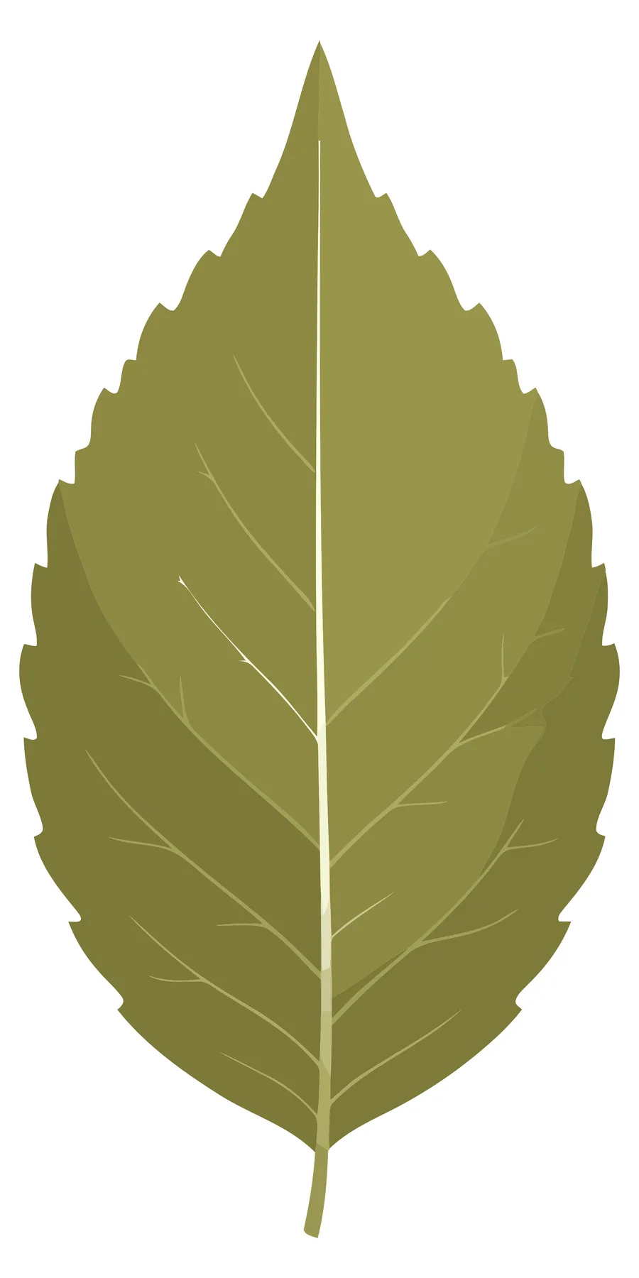 Detailed Green Leaf with Visible Veins Vector