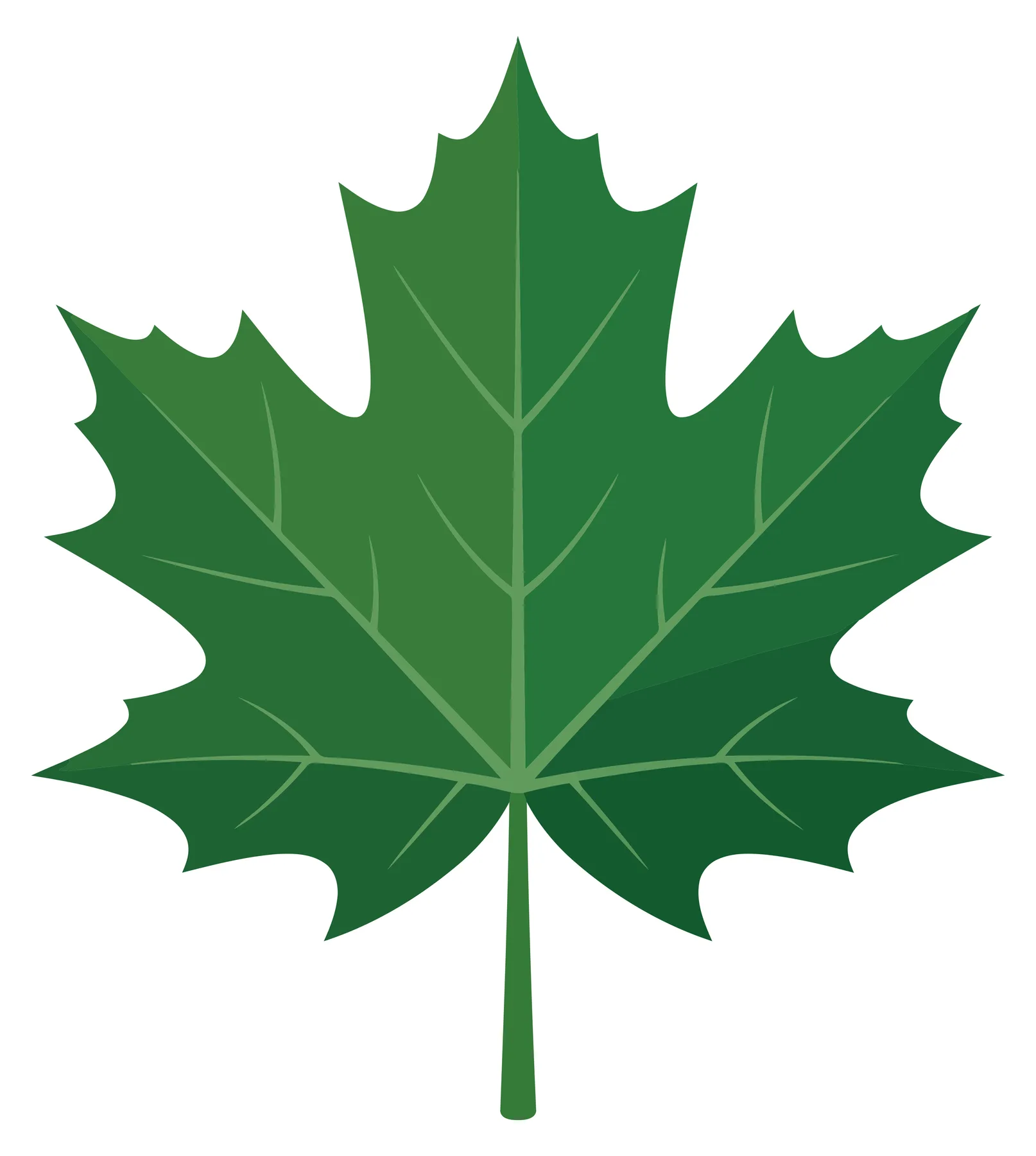 green maple leaf isolated on white background