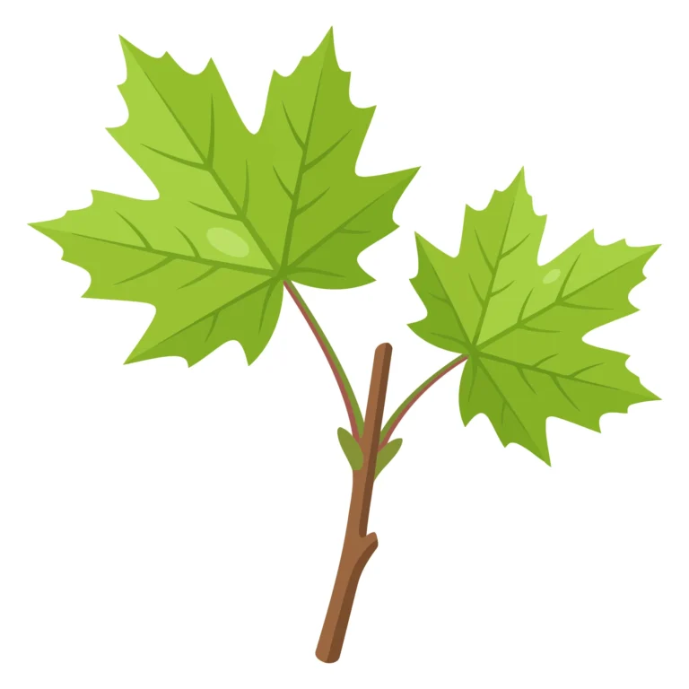 green maple leaves on a branch vector illustration isolated on white background