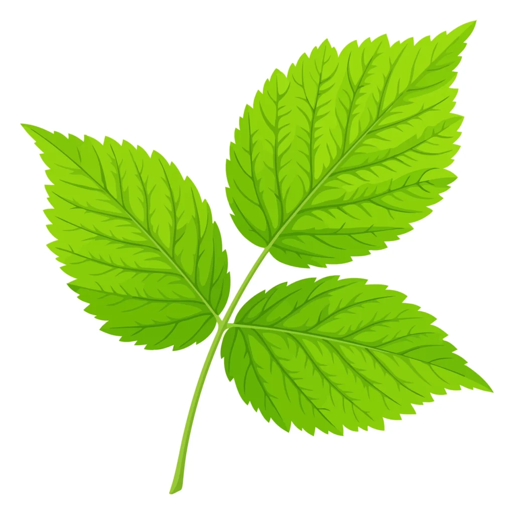 green raspberry leaves on stem