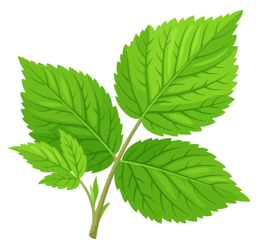 green raspberry leaves