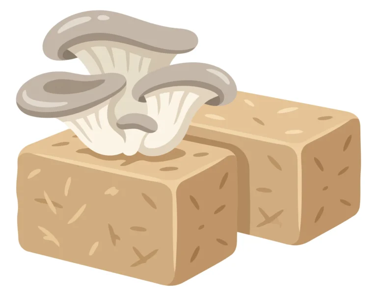 growing oyster mushrooms on substrate blocks isolated on white background