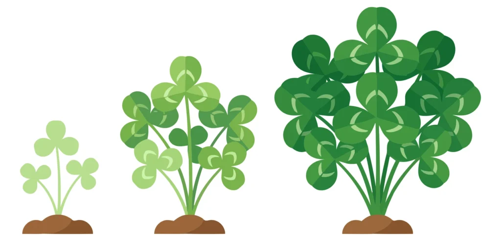 Clover Plant Growth Stages from Seedling to Bush growth stages of clover plant from seedling to lush bush isolated on white background
