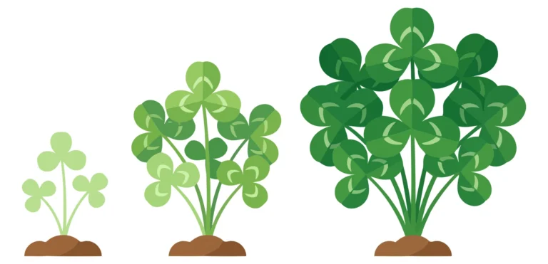 growth stages of clover plant from seedling to lush bush isolated on white background