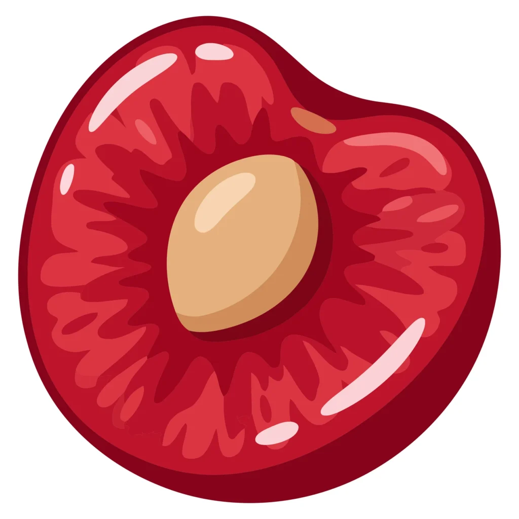 half of ripe red cherry fruit with pit slice