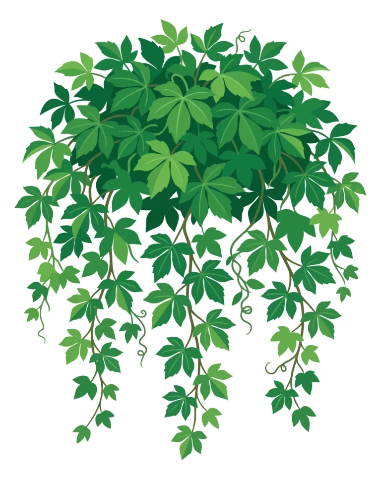 hanging ivy plant with green leaves