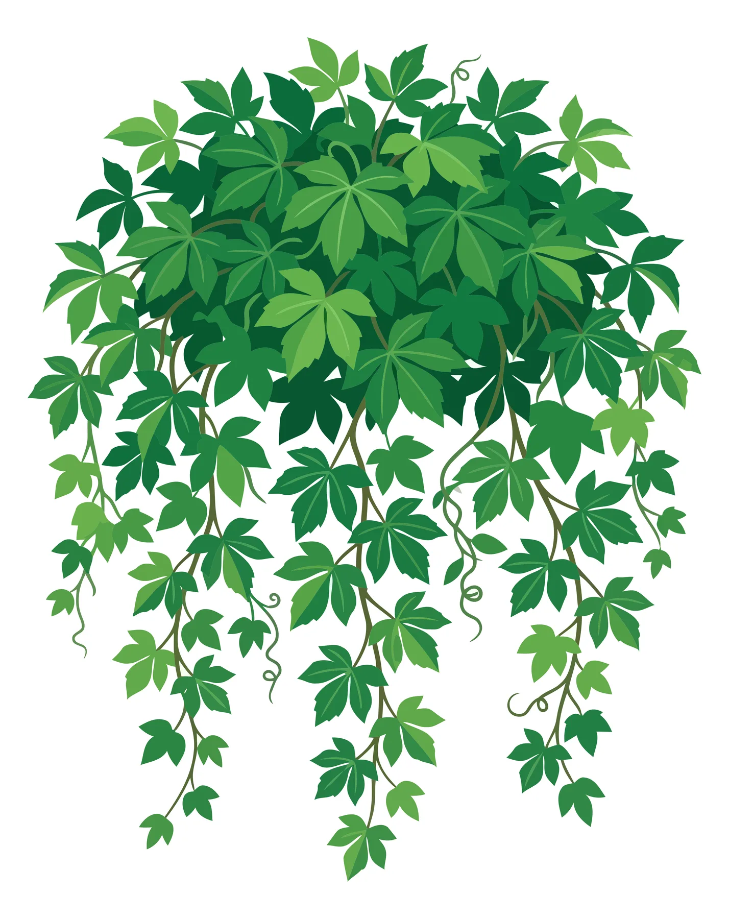 Hanging Ivy Plant with Lush Green Leaves Vector