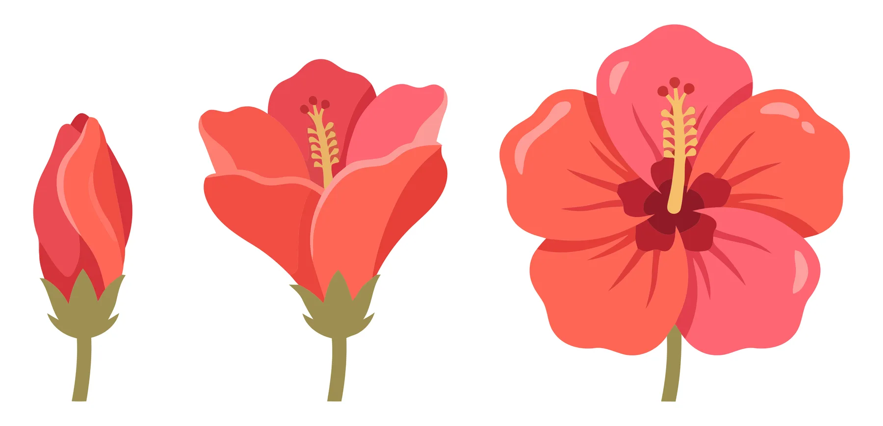 hibiscus flower blooming stages vector illustration red tropical flowers from bud to full bloom isolated on white background