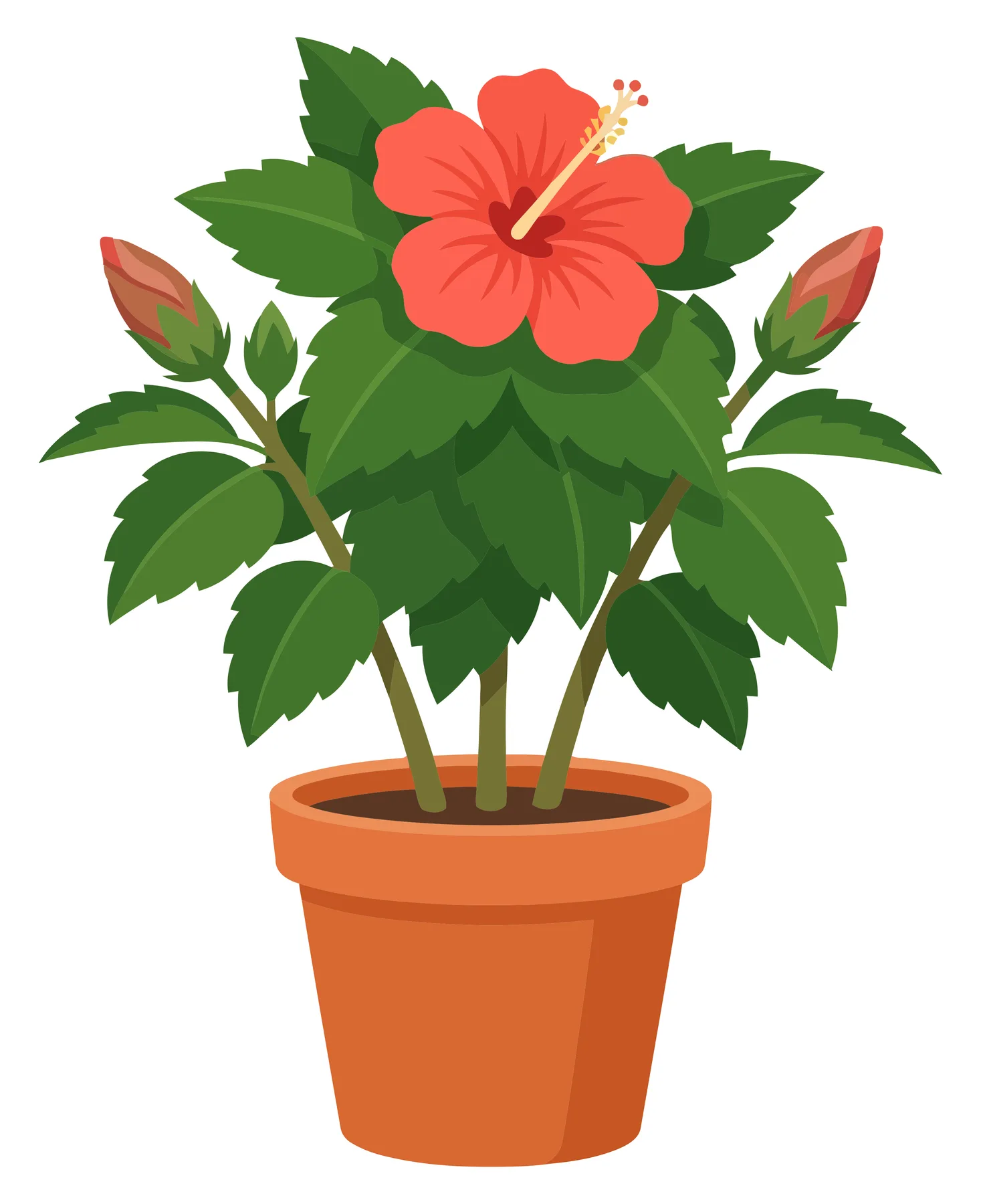 hibiscus flower in a pot isolated on white background
