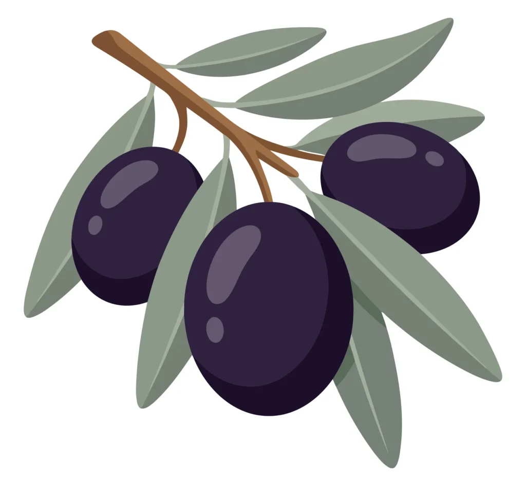 illustration of a branch with three ripe black olives and green leaves, flat vector design element for culinary or mediterranean food themes
