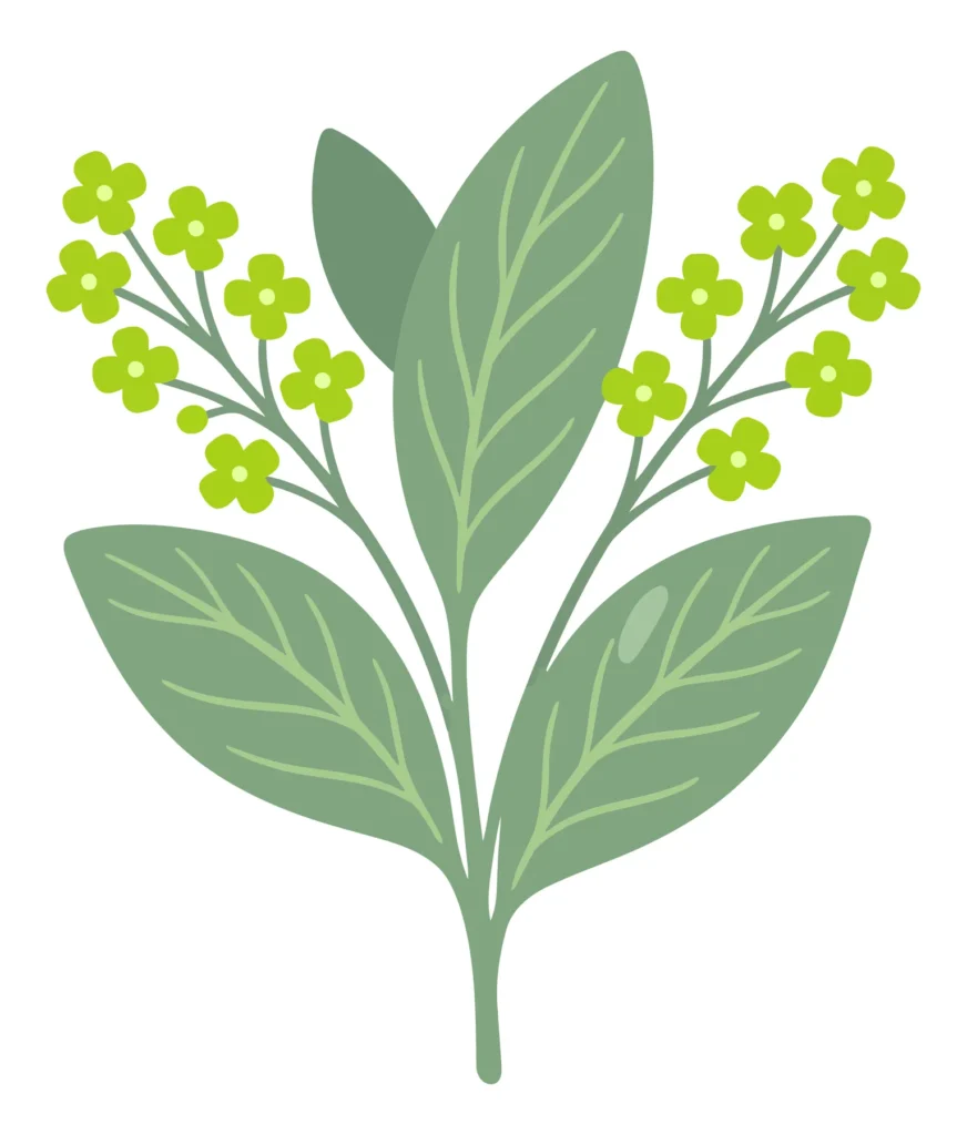 illustration of a green plant with small flowers and leaves
